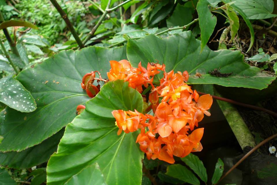 B. dichroa